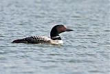 Common Loon