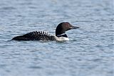 Common Loon