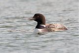 Common Loon