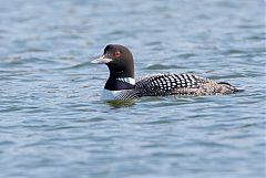 Common Loon