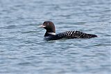 Common Loon