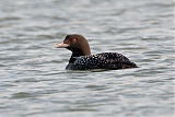 Common Loon