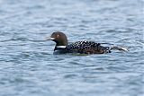 Common Loon