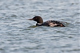 Common Loon