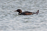 Common Loon