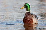 Mallardborder=