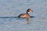 Horned Grebe