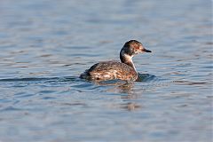 Horned Grebe