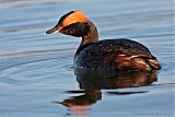 Horned Grebe