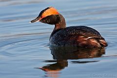 Horned Grebe