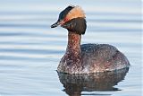 Horned Grebe