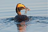 Horned Grebe