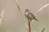 Henslow's Sparrowborder=