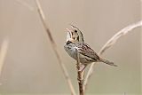 Henslow's Sparrow