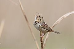 Henslow's Sparrow