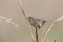 Henslow's Sparrow