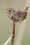 Henslow's Sparrow