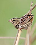 Henslow's Sparrowborder=