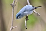 Blue-gray Gnatcatcherborder=