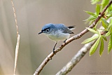 Blue-gray Gnatcatcher