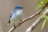 Blue-gray Gnatcatcher