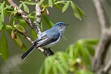 Blue-gray Gnatcatcher