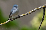 Blue-gray Gnatcatcher