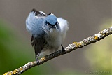 Blue-gray Gnatcatcherborder=