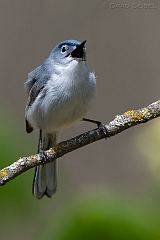 Blue-gray Gnatcatcher