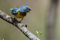 Northern Parula