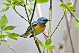 Northern Parula (male)