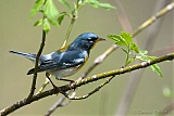 Northern Parula (male)