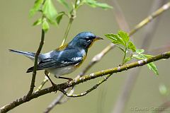 Northern Parula