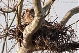 Great Horned Owl nestlings