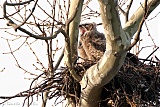 Great Horned Owl nestlings