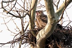 Great Horned Owl