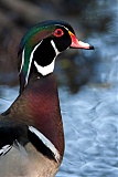 Wood Duck