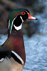 Wood Duck