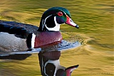 Wood Duck (male)