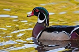 Wood Duck