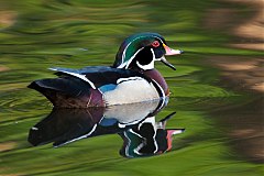 Wood Duck