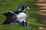 Wood Duck