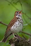 Wood Thrush