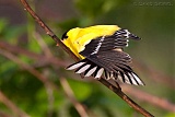 American Goldfinch (male) stretching