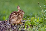 Eastern Cottontail