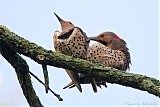 Northern Flickers mating