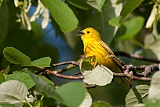 Yellow Warbler (male)