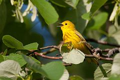 Yellow Warbler