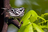 Black-and-white Warbler (male)