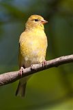 American Goldfinch